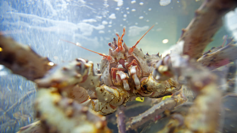 lobster in a tank