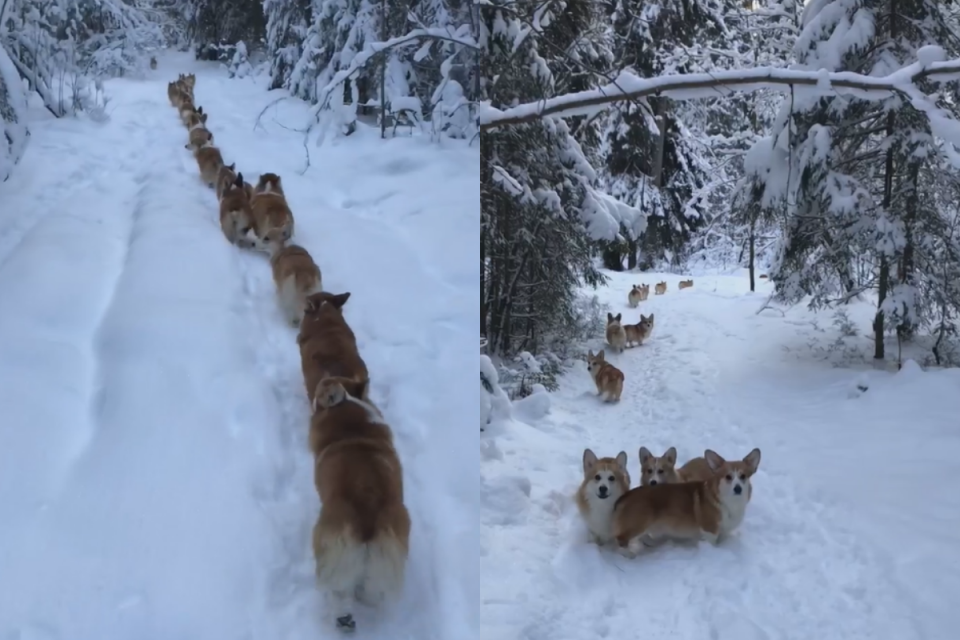 <p>雪地中科基剷雪隊出發，屁屁左扭右擺超級療癒。（圖／Facebook＠ Октябрина Рондик）</p>
