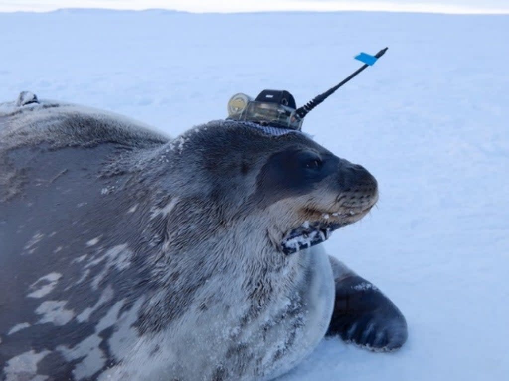 A Weddell seal is pictured with a sensors on its head (Nobuo Kokubun)