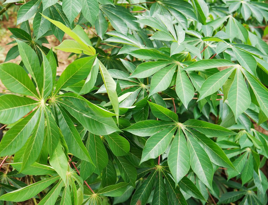 Photo of Cassava plants dated March 6, 2024. (Photo by Brian Lawless via Getty Images)