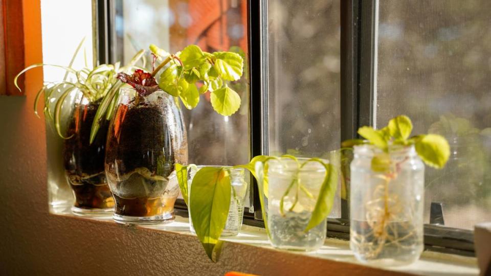 A row of plants soak up sunlight in an Arroyo Grande apartment that now houses Luke, a formerly homeless resident who spent the past three years working his way through San Luis Obispo County’s housing system.