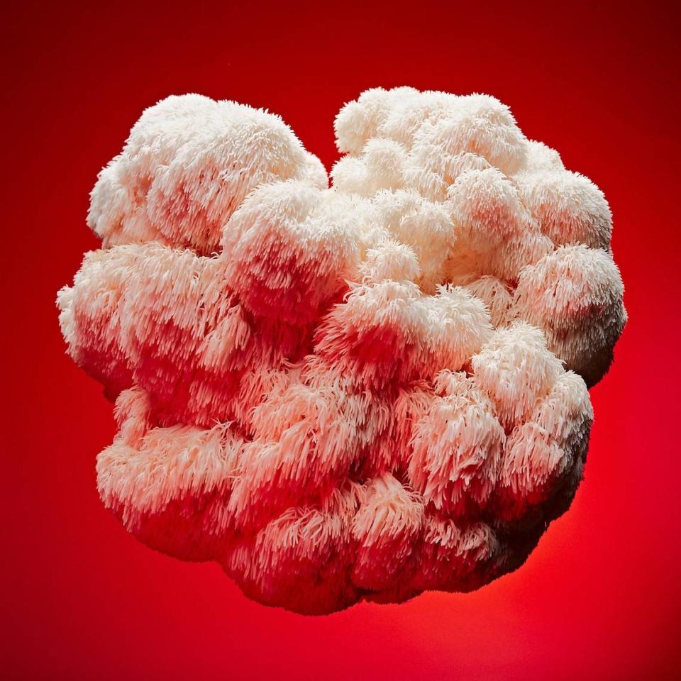 “Lion’s Mane,” by David Hoekje, is an image of a real mushroom with a fantastical quality. The photograph is featured on the cover of the Arts Walk map.