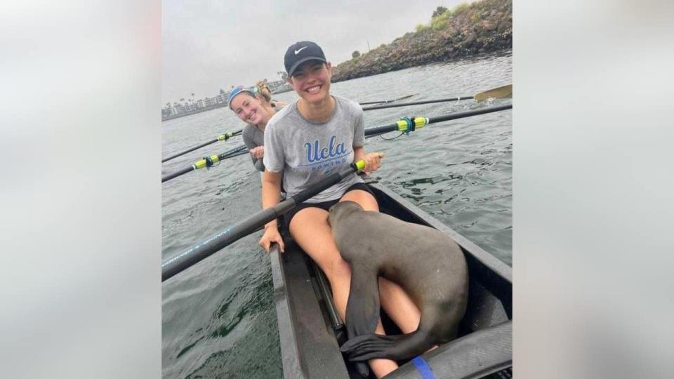 <div>A sea lion nicknamed Bru hopped into a UCLA rowing boat on May 13, 2024.</div>