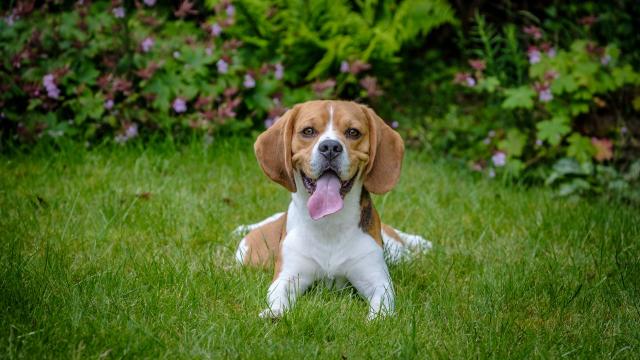 how old is the oldest beagle dog