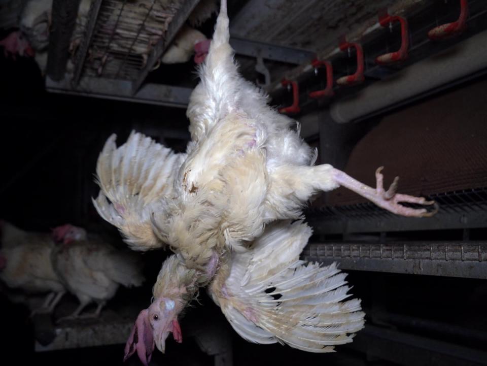A hen was found caught by a wing and hanging upside down (Animal Justice Project)