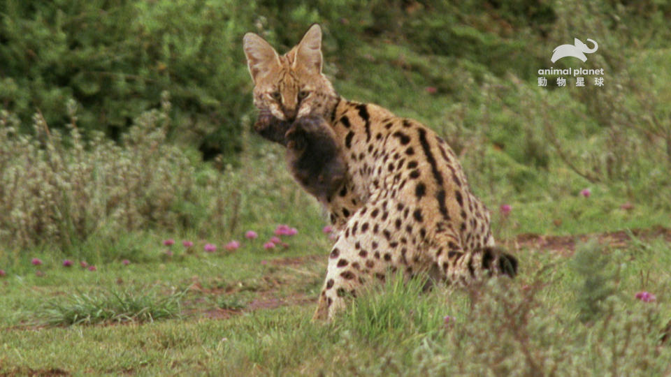 藪貓在隱蔽良好的非洲草原上以齧齒動物、爬蟲類、鳥類甚至昆蟲維生。（圖／動物星球頻道）