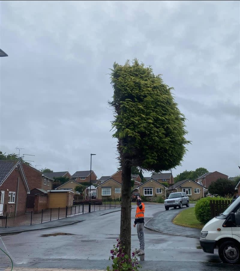 英國一處住宅區驚見「只有半邊的樹」，吸引不少人前來朝聖。（圖／翻攝自linesheffield臉書）