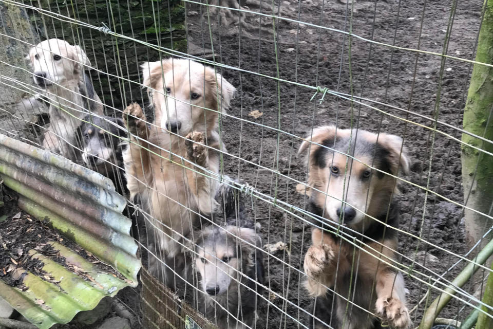 45 dogs were rescued from the farm in Wales