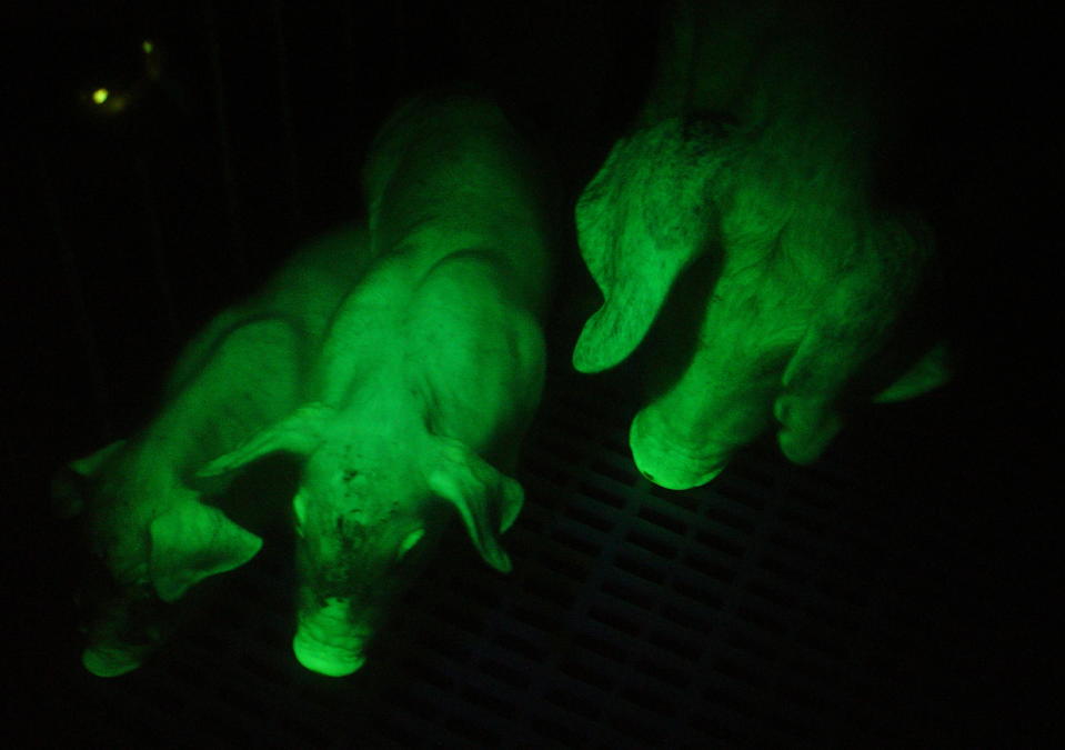 A handout photo shows transgenic fluorescent green pigs in Taipei January 13, 2006. Taiwan, home to the world's first transgenic glowing fish, has successfully bred fluorescent green pigs that researchers hope will boost the island's stem cell research, a professor said on Thursday. [By injecting fluorescent green protein into embryonic pigs, a research team at the island's leading National Taiwan University managed to breed three male transgenic pigs, said professor Wu Shinn-Chih of the university's Institute and Department of Animal Science and Technology.]