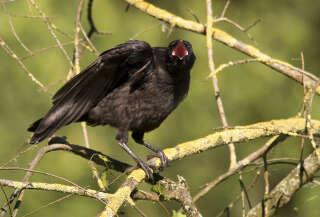 Les corneilles appartiennent à la famille des corvidés, qui comprend aussi la famille les corbeaux, les pies et les geais.. PHOTO WINANTS J.M./Leemage/AFP