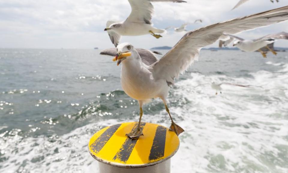 A gull eating a chip.