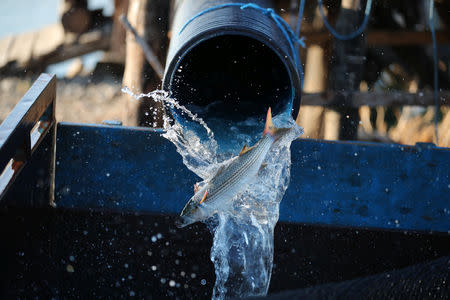 A fish is loaded into a tank from a fishgarth via a pipe on the Dalyan River near Dalyan in Mugla province, Turkey, August 2, 2018. REUTERS/Umit Bektas