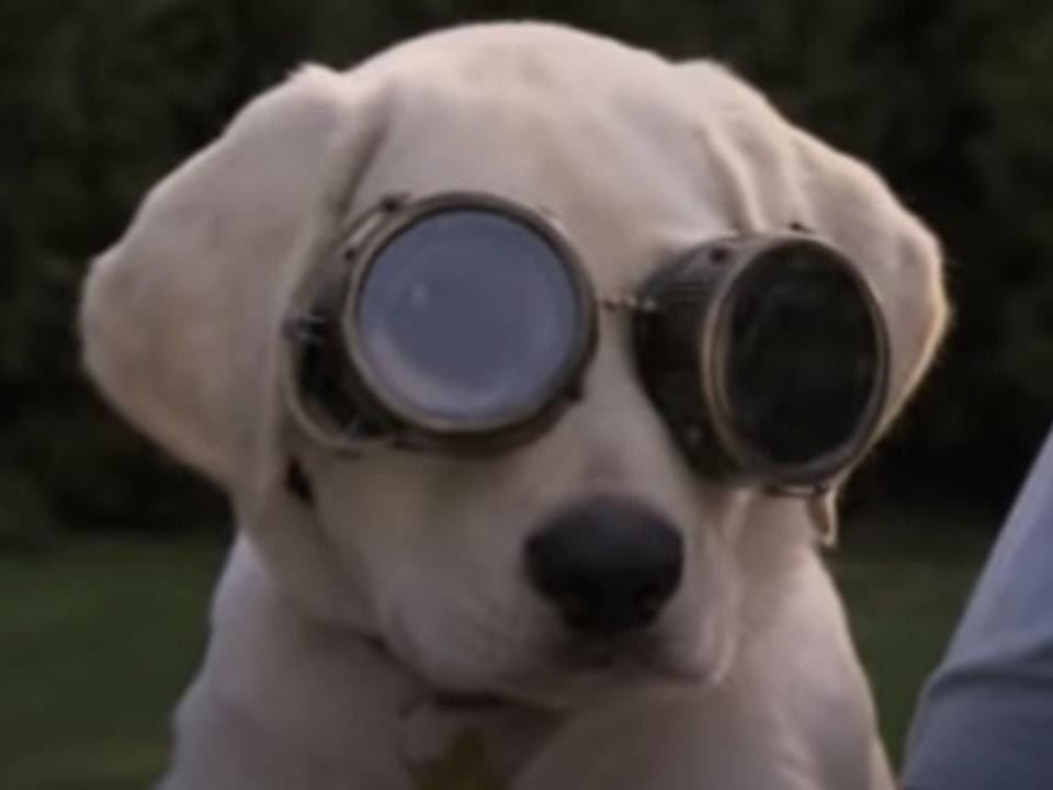 Marley & Me: The Puppy Years scene of marley wearing aviator goggles
