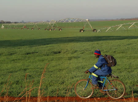 A worker cycles past irrigated wheat at Hopeful Farm near Chinhoyi, Zimbabwe, July 26, 2017. REUTERS/Philimon Bulawayo