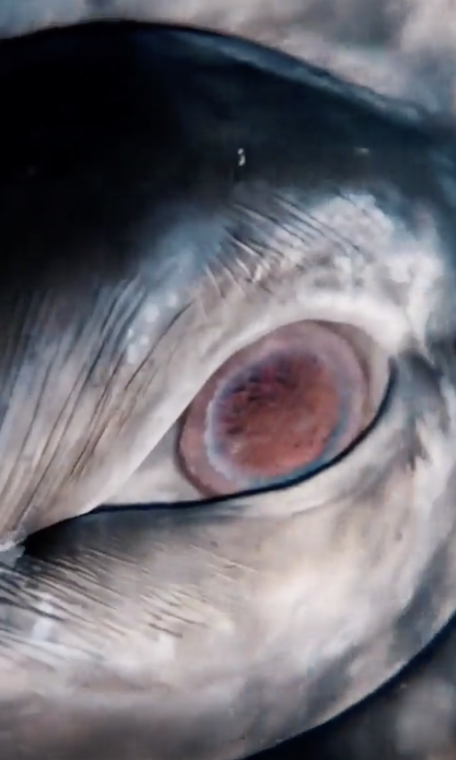 Close-up of a fish eye, showing intricate details of its iris and surrounding scales