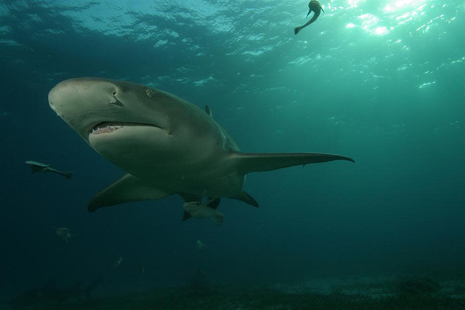 A Lemon Shark swims near the sunlit surface of the Bahamas.