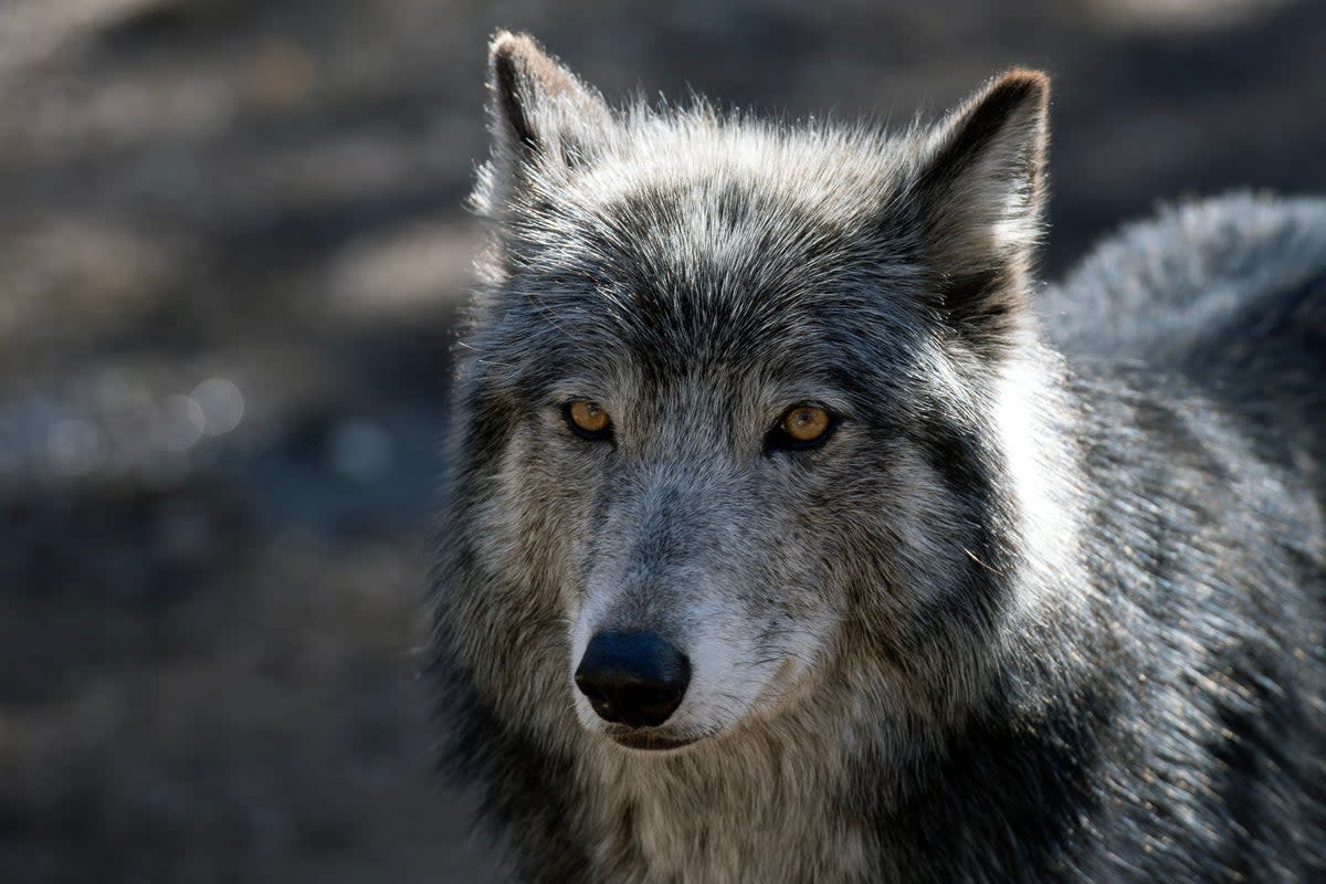 Gray wolves are not commonly seen in the Lower Peninsula of Michigan (AFP via Getty Images)