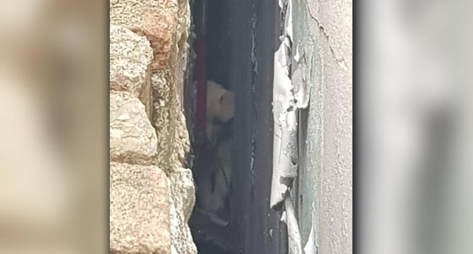 Baxter, a labrador puppy, somehow managed to find himself in a tight spot on Friday morning. Source: NSW Police