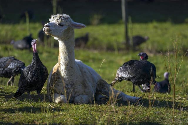 Alpacas guard turkeys on farm