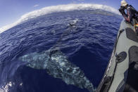 Et si vous vous laissiez tenter par le Portugal ? Pour une fois, délaissez Porto, Lisbonne ou encore la région de l'Algarve pour observer les baleines aux Açores.