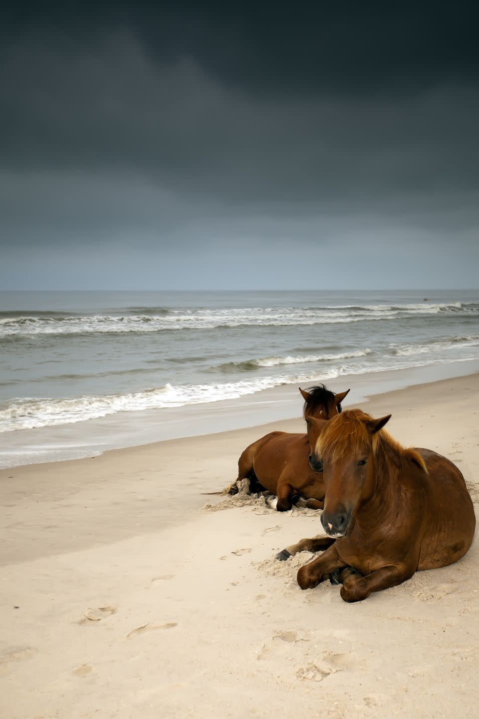 Maryland: Assateague Island