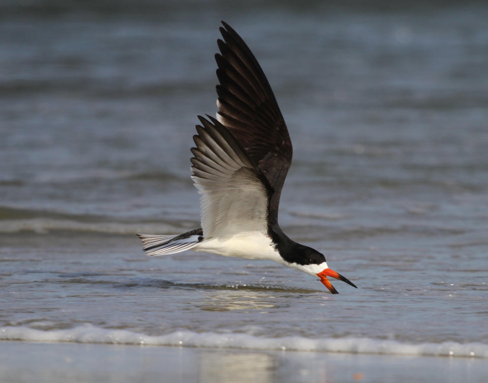 This 2011 image provided by Jeff Lewis shows a black skimmer at the north end of Pea Island National Wildlife Refuge, located on the north end of Hatteras Island, N.C. The refuge is home to 400 species of birds and offers a variety of free educational programs. (AP Photo/Jeff Lewis Photography)