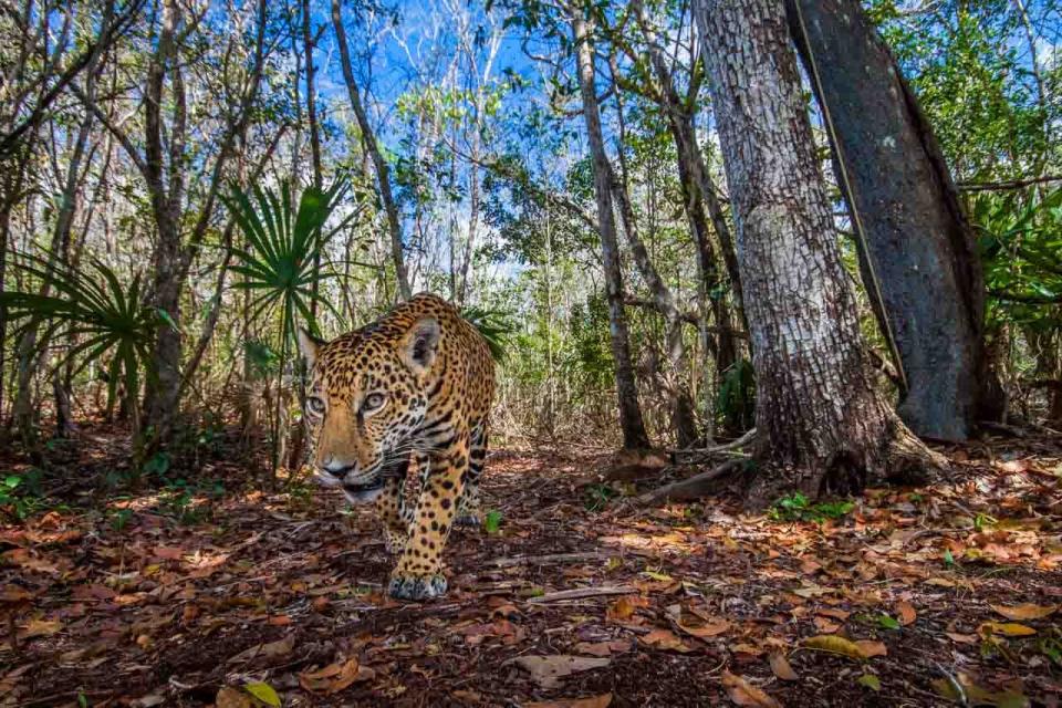 A jaguar in a forest