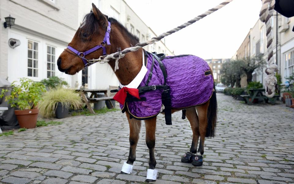 Digby is the nation's first guide horse, and will soon move from Yorkshire to London to work with partially sighted Helena Hird. - Caters News Agency