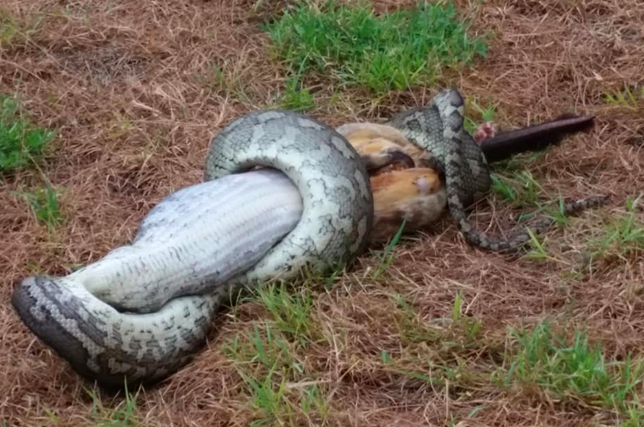 The snake’s stomach distends as it starts to swallow the possum, making for a fascinating but slightly gut-churning sight. Source: Facebook/Townsville Snake Catchers