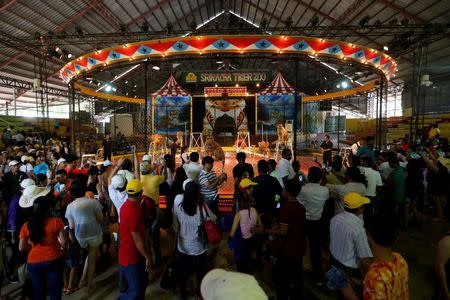 Tourists gather around a cage to watch tigers at the Sriracha Tiger Zoo, in Chonburi province, Thailand, June 7, 2016. REUTERS/Chaiwat Subprasom