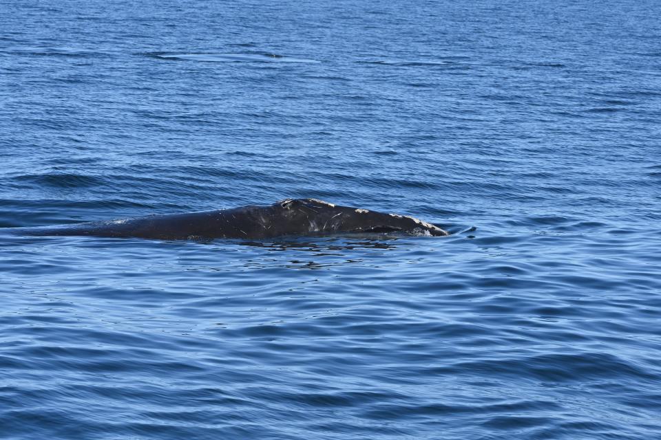 Researchers saw the North Atlantic right whale named Shelagh on April 8 in Cape Cod Bay, shown in the photo. The right whale was spotted on May 10 in the Gulf of St. Lawrence with rope entangled in her mouth.