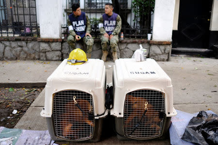 Rescue dogs Ecko and Evil rest next to members of the Mexican Navy, in front of a collapsed building, after an earthquake in Mexico City, Mexico September 26, 2017. REUTERS/Nacho Doce