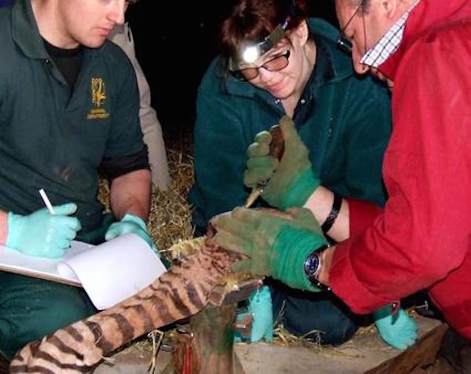 Urias was regularly anaesthetised to trim his hooves (Picture: Paignton Zoo)