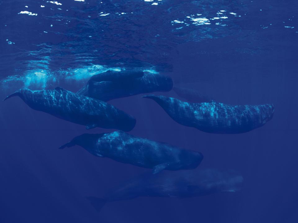 Sperm Whales