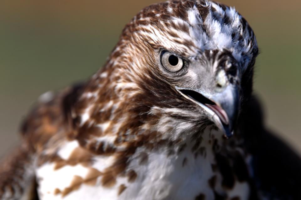 Cal, a juvenile red-tailed hawk, sits on his perch at the Heartlands Renaissance Festival March 2.