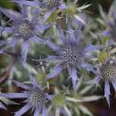<p> Sea holly is a wonderful drought-tolerant purple plant for adding texture to your planting scheme; its spiky blooms are distinctive and bold. Flowers in July and August.&#xA0;Highly attractive to bees. </p> <p> <strong>Maintenance: </strong>Lift and divide large colonies in spring.&#xA0; </p> <p> <strong>Soil type:</strong> Dry, well-drained, poor to moderately fertile soil. </p> <p> <strong>Where to plant: </strong>Full sun. </p>