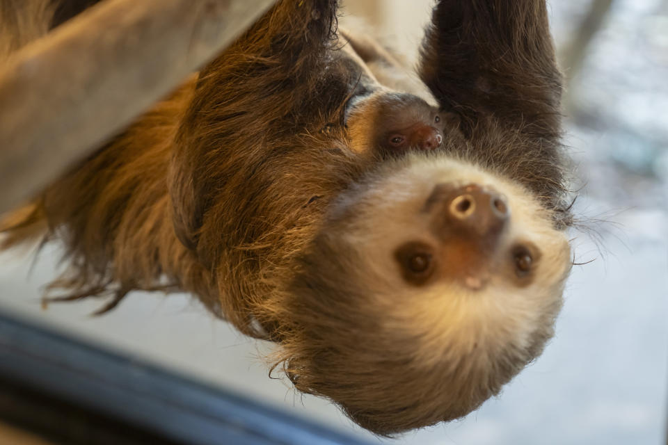 A baby sloth is seen with its mother at the Palm Beach Zoo Conservation Society, Tuesday, Jan. 30, 2024 in West Palm Beach, Fla. Zookeepers have been monitoring the baby sloth and its mother, Wilbur, since witnessing the birth early in the morning of Jan. 23. (Palm Beach Zoo via AP)