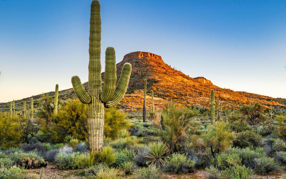 The Sonoran Desert - Getty