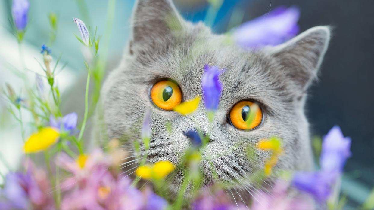  British shorthair cat looking at flowers. 