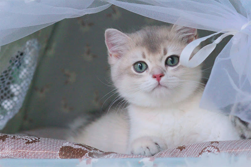 英國短毛貓，圖片由夢想貓屋提供