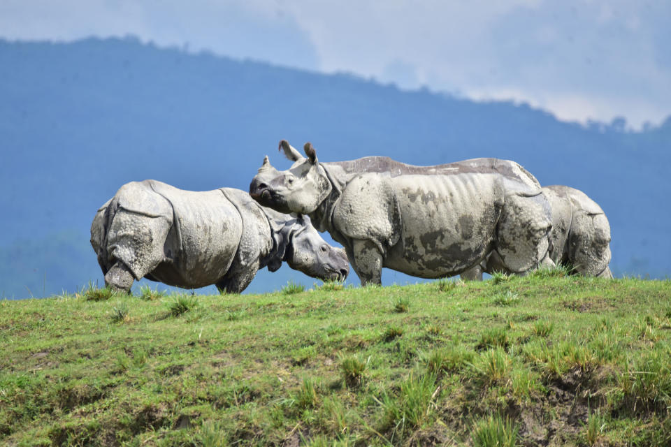 KAZIRANGA,INDIA-JULY 16,2020: Rhinos sheltering on highland due to severe flood in Bagari Range of Kaziranga National Park in Assam,India- PHOTOGRAPH BY Anuwar Ali Hazarika / Barcroft Studios / Future Publishing (Photo credit should read Anuwar Ali Hazarika/Barcroft Media via Getty Images)