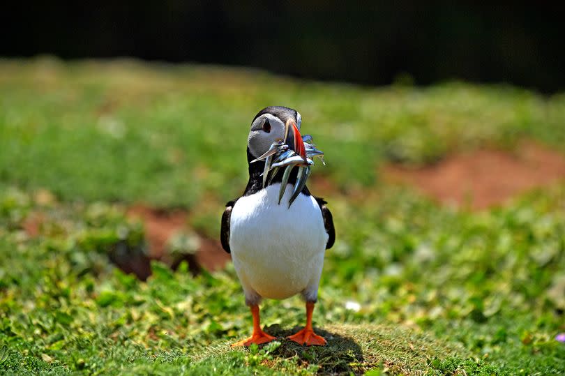 The birds are only on Skomer a few months each year -Credit:Jonathan Myers