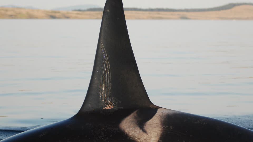 Tooth rake marks on an adult male orca's dorsal fin indicate fighting or rough play with other killer whales, said animal behavior scientist Charli Grimes of the UK's University of Exeter. - David Ellifrit/Center for Whale Research