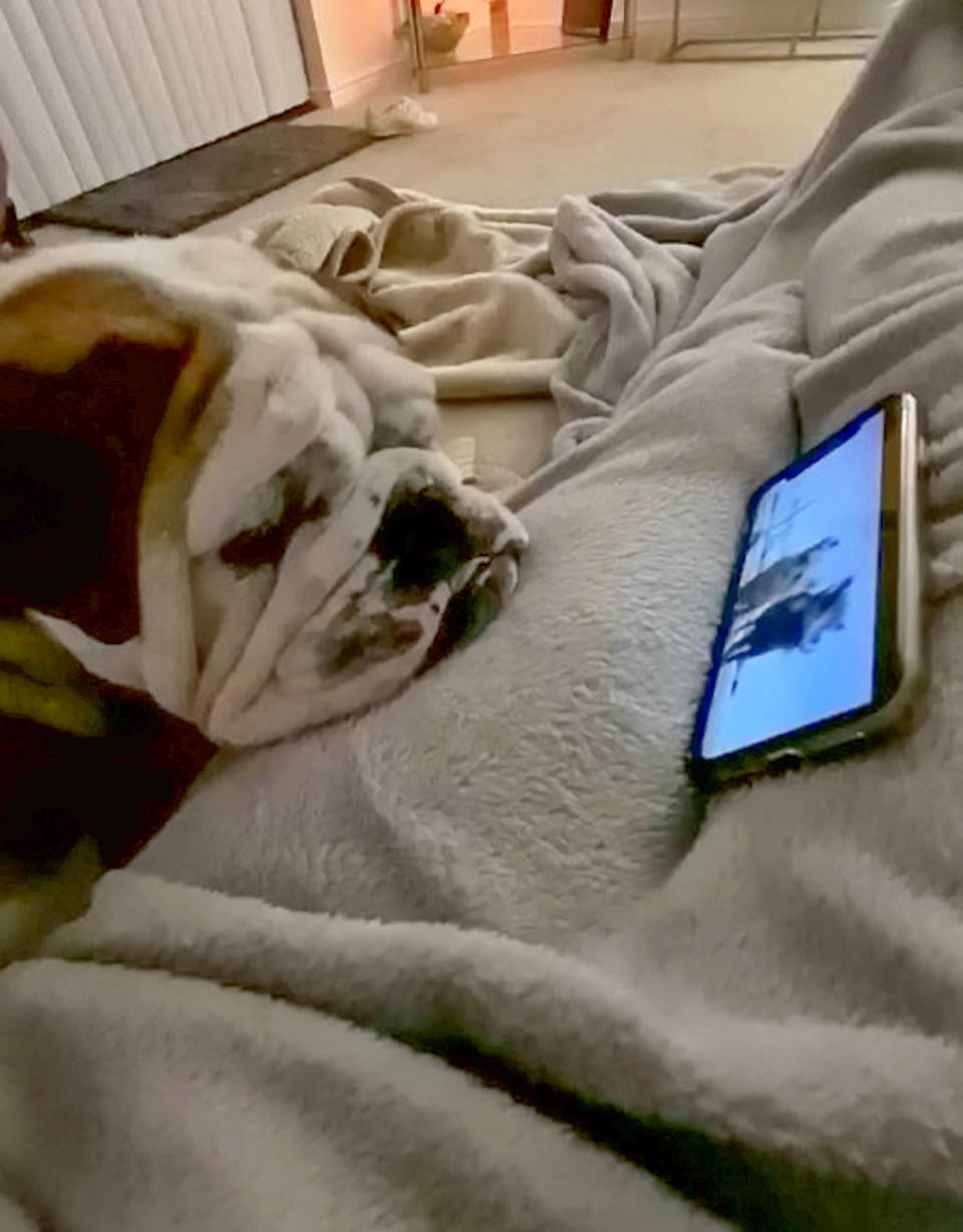 A British Bulldog that is obsessed with The Lion King has become a TikTok star after adorable videos of him watching the Disney movie racked up almost a million views. Owner Carly Pither, 33, is convinced one-year-old Bruce believes he is a lion after he first became transfixed by big cats in wildlife documentaries. So she thought she would try putting on The Lion King for him to watch and was left gobsmacked by his incredible response. The loveable pooch curls up quietly to watch the entire film "like a child" - up until the tear-jerking scene where [spoiler alert] Simba's dad Mufasa dies. At that point Bruce reacts in the same way every single time by jumping and "hopping around like a bunny" as well as barking at the TV.