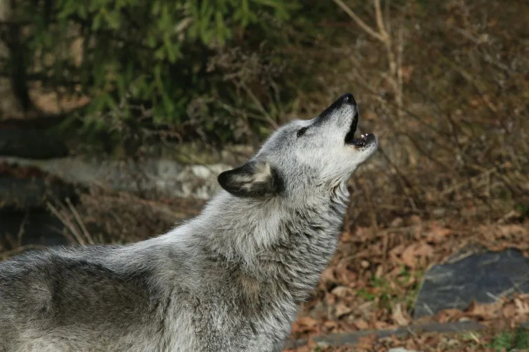 A quarter of a million wolves once roamed from coast to coast before European colonizers embarked on campaigns of eradication that persisted into the 20th century all but wiped them out in the lower-48 states (Kena Betancur)