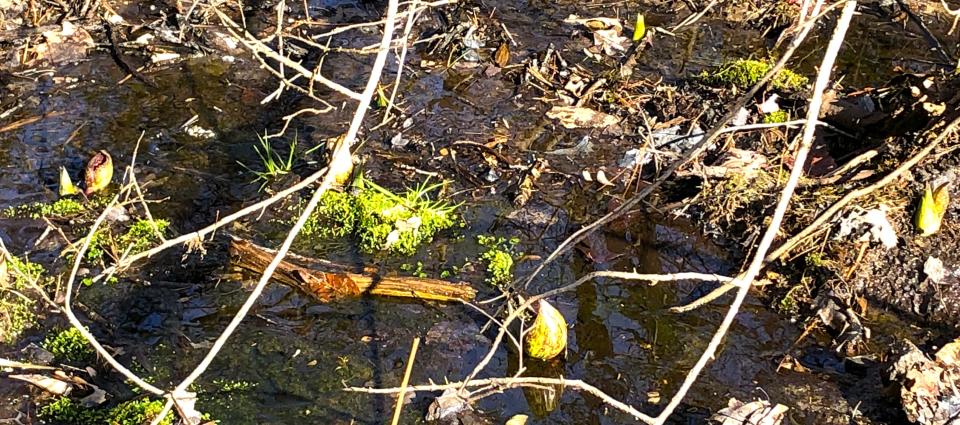 Skunk cabbage is already peeking up along woodland streams.