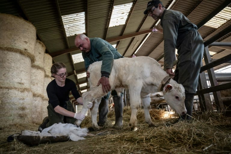 La vétérinaire Marina Abbadie (g), aidée par deux agriculteurs, retire le plâtre de la patte arrière d'un veau, le 11 avril 2024 dans une ferme près d'Avallon, dans l'Yonne (ARNAUD FINISTRE)