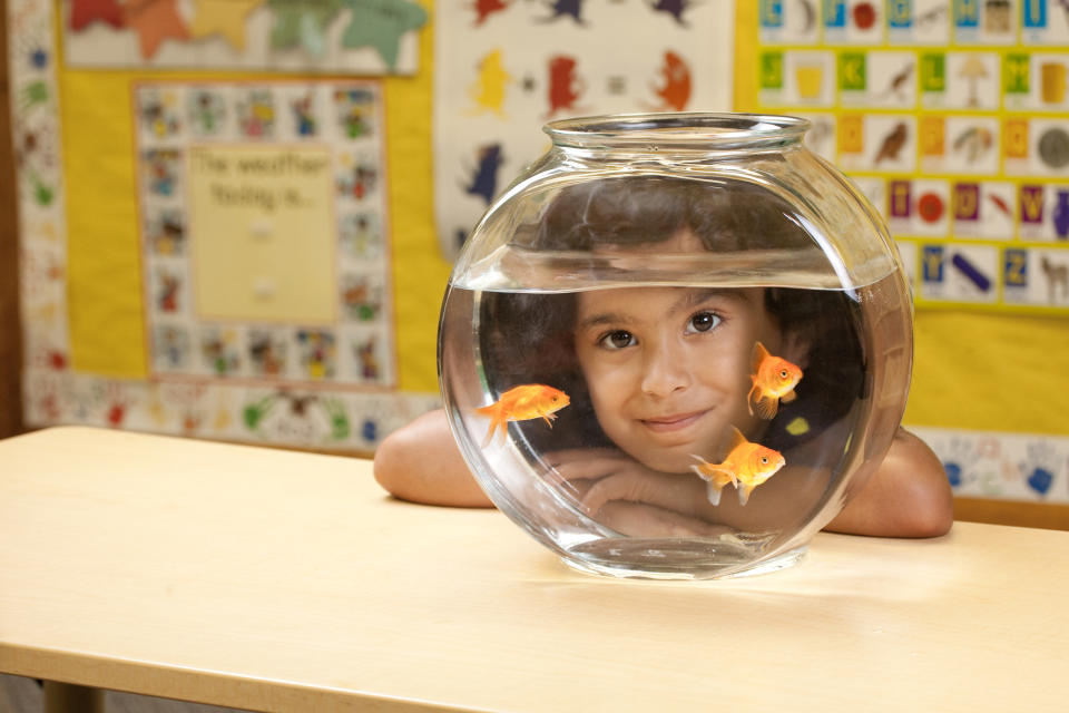 A child smiling behind a fishbowl with three goldfish in it, sitting on a classroom desk. Various educational posters are visible in the background