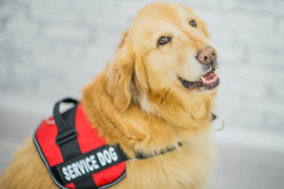 Not all service animals are the same, so what does this mean for businesses' rules?