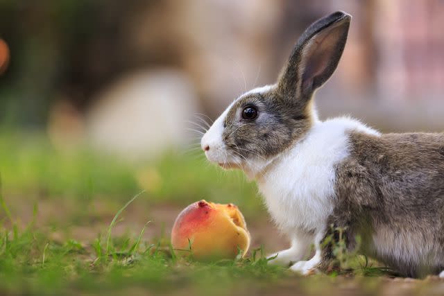 <p>Getty Images/Semih Palanci / 500px</p> Peaches are safe for rabbits to eat.